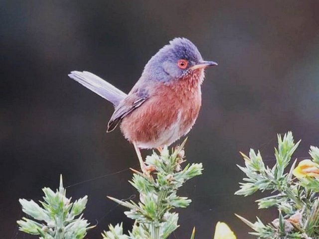 Sussex Wildlife Safari - Iping & Stedham Commons (31/07/18)