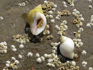Dog Whelk
