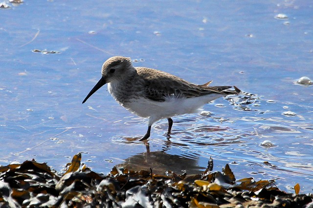 Bird Safari – Pagham Harbour and Medmerry RSPB Reserves (3/5/19)
