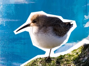 Dunlin