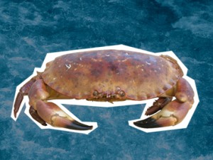 Edible Crab