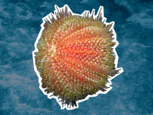 Edible Sea-urchin