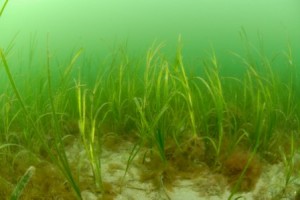 Common Eel Grass