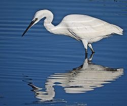 Castle Water Wildlife Walk (11/05/2019)