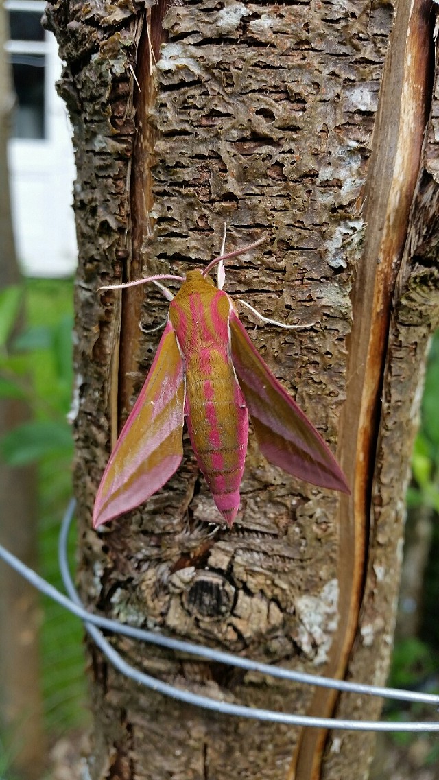 Moth Trap Morning at Woods Mill (26/04/19)
