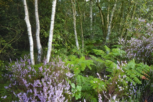 Flatropers Wood Wildlife Walk (08/05/19)