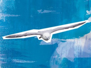 Fulmar