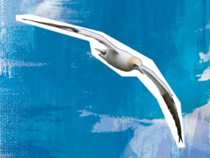 Gannet