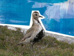 Golden Plover