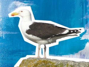 Great Black-backed Gull