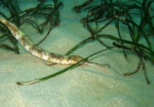 Greater Pipefish