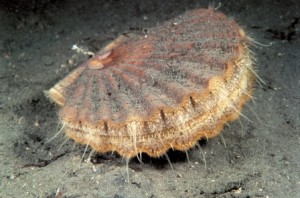Great Scallop