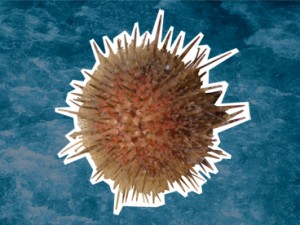 Green Sea-urchin