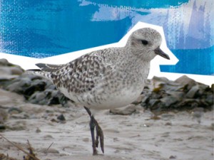 Grey Plover