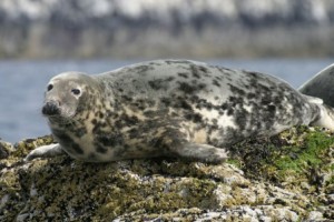 Grey Seal