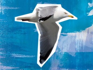 Herring Gull