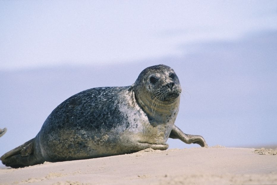 Harbour Seal