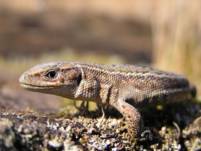 Introduction to Reptiles (08/09/18)