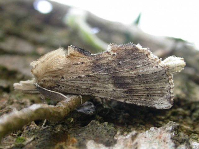 An Introduction to Moths and Moth Trapping (22/06/18)