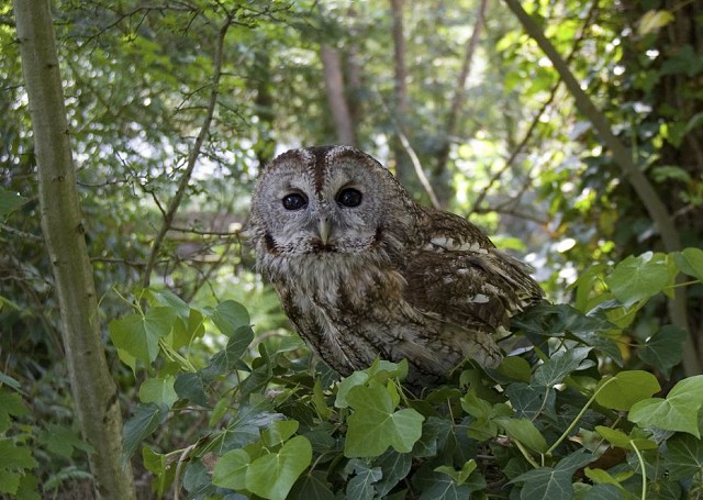 The Owls of Sussex (23/09/18)