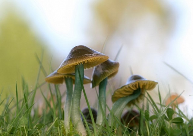 An Introduction to Woodland Fungi (08/11/18)
