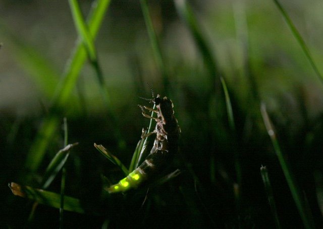 An Evening with Glow Worms (06/07/18)