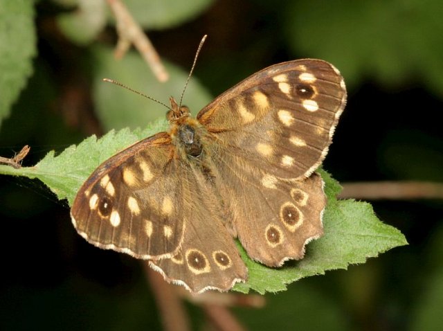 Summer Butterflies of Sussex (07/07/18)