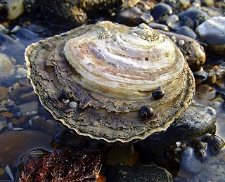 native oyster