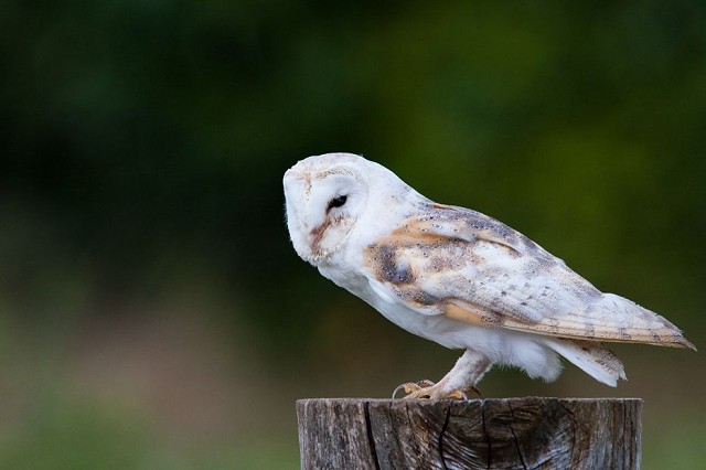 The Owls of Sussex (05/10/18)
