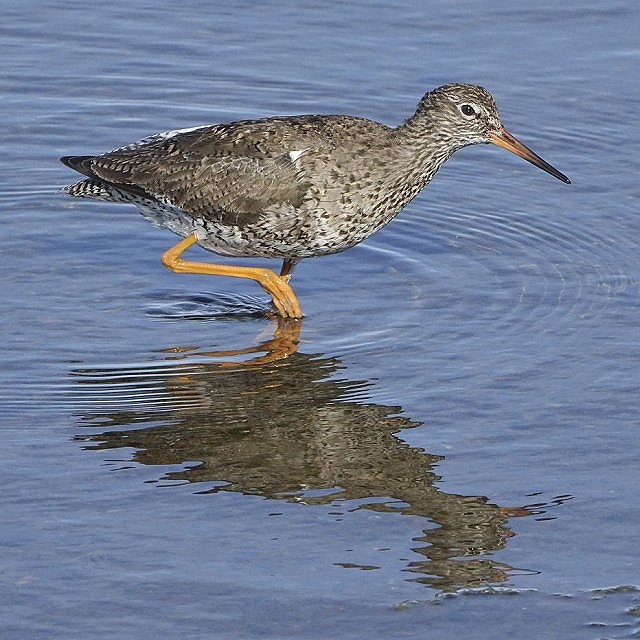 Beginners Birds - Winter Waders (09/12/18) Additional Date