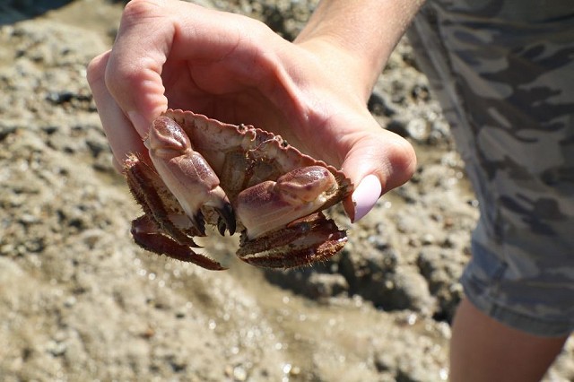 Strandline Safari walks