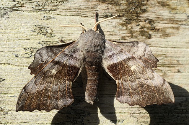 Moth Trap Morning at Woods Mill - Henfield (20/09/19)