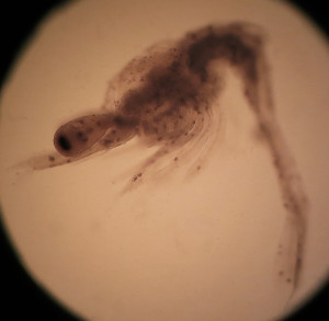 Zooplankton