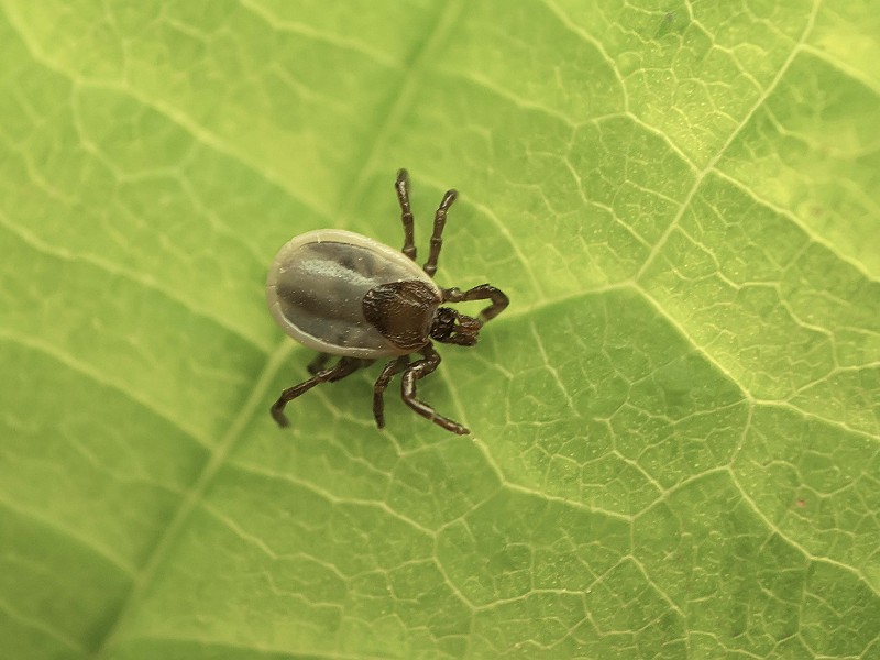Be tick aware