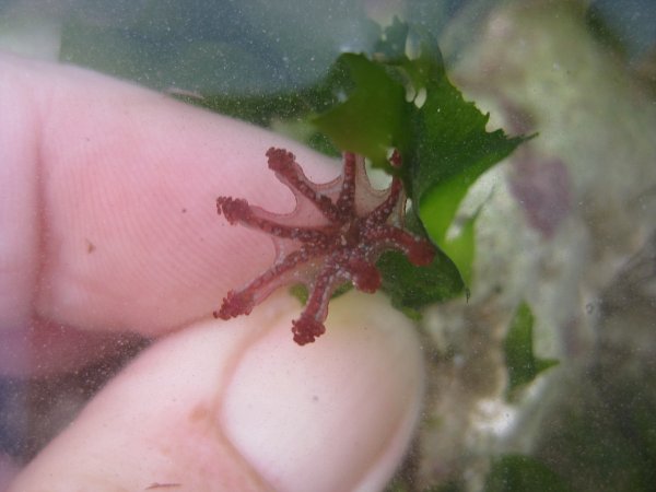 Stalked jellyfish