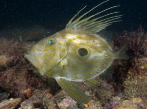 John Dory