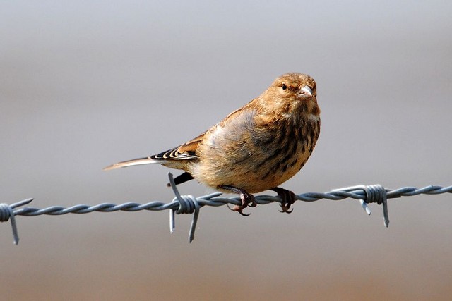 Half Day Beginners Bird Safari - Cuckmere Haven Migration (16/04/2019)