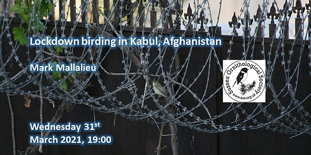 Lockdown birding in Kabul, Afghanistan