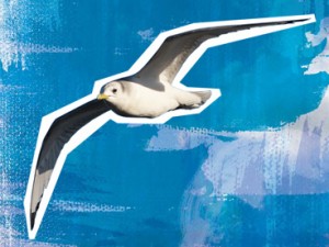 Kittiwake