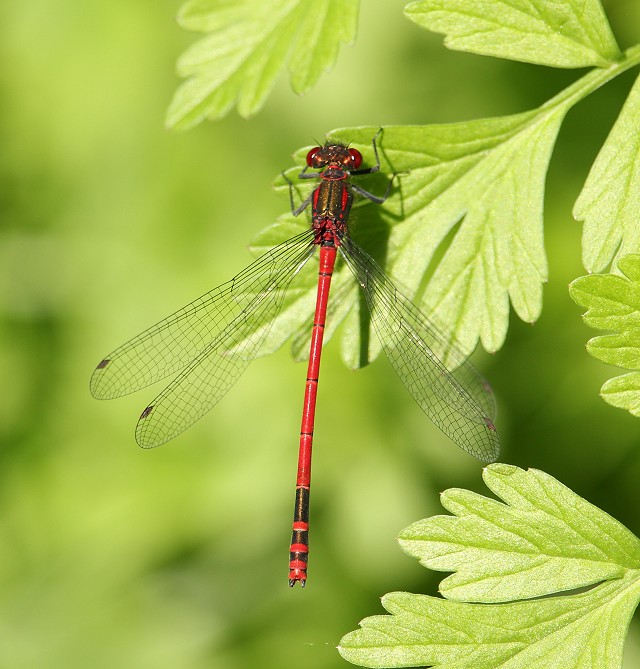 Butterflies & Dragonflies at Woods Mill (27/06/19)