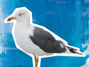 Lesser black-backed gull