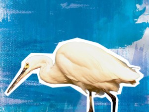 Little Egret