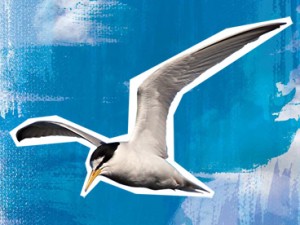 Little Tern