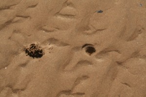 Lugworm