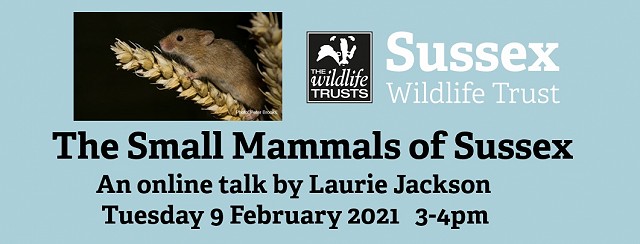 The Small Mammals of Sussex