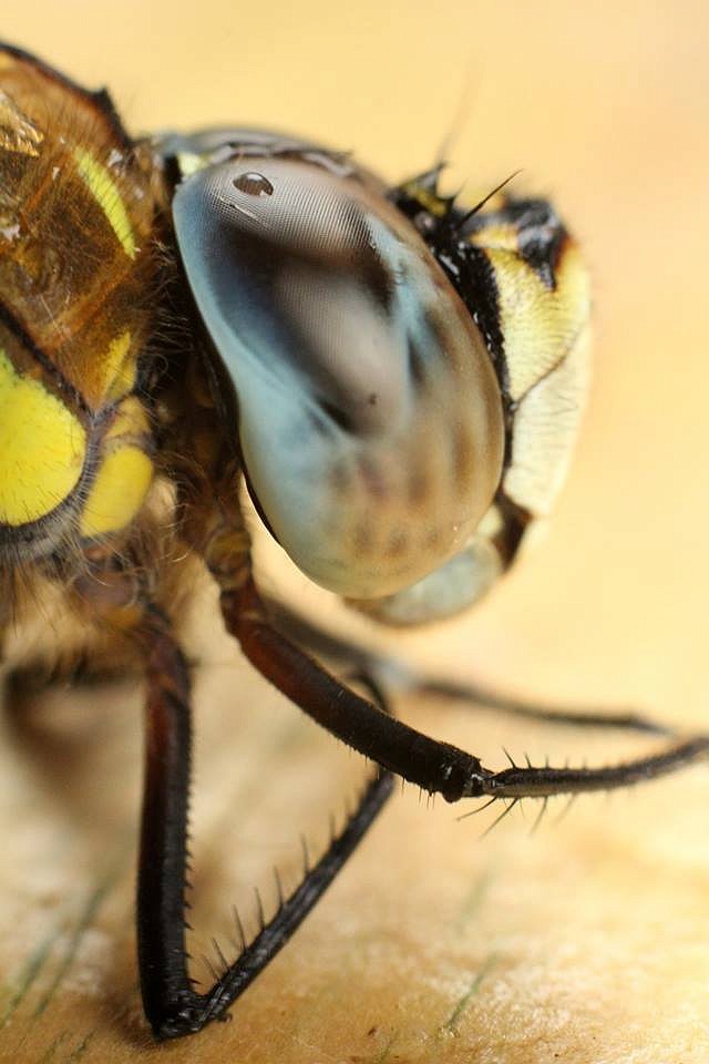 Butterflies & Dragonflies at Woods Mill - Henfield (03/09/19)