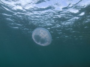 Common (Moon) Jellyfish