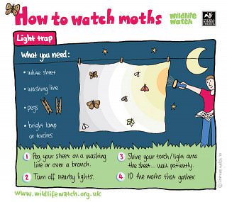 moth trap