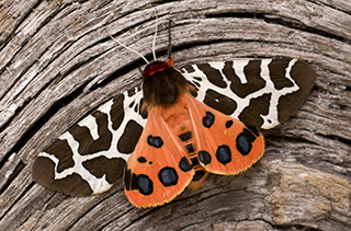 Wildlife Walks, Talks and Courses in July 2019