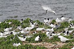 Shingle Birds and Flowers (22/05/2019) - For Sussex Wildlife Trust Members Only